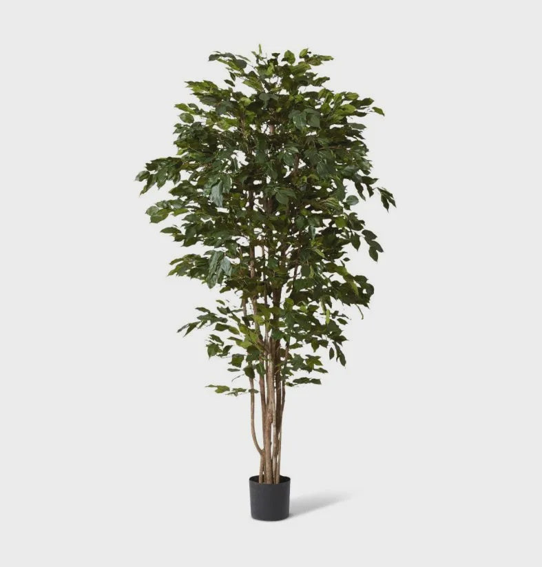 Ficus Tree 210cm