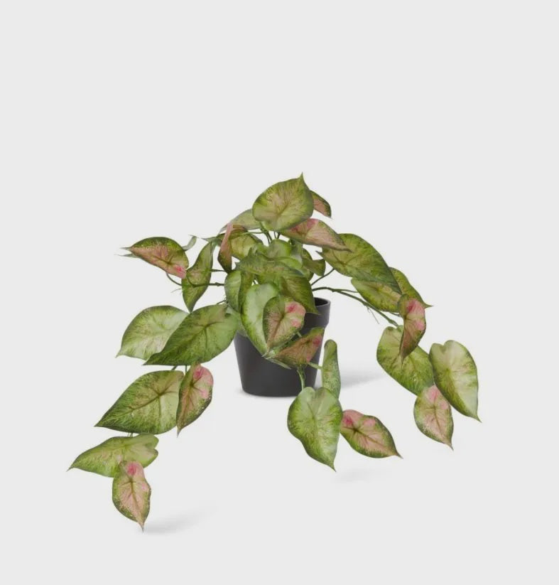 Silver Lady Hanging Plant 40cm