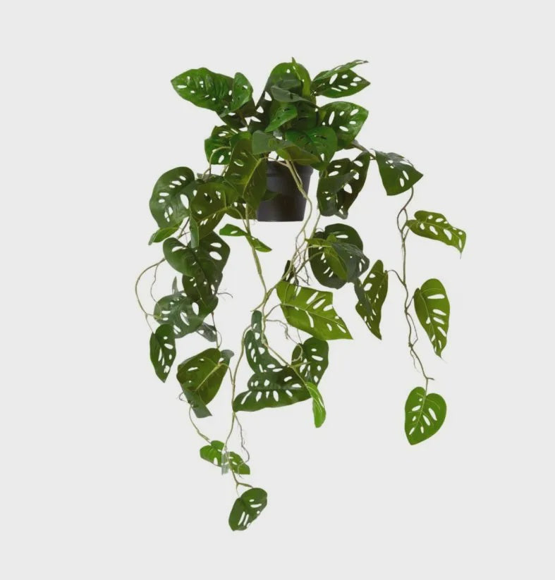 Swiss Cheese Hanging Plant Potted 84cm