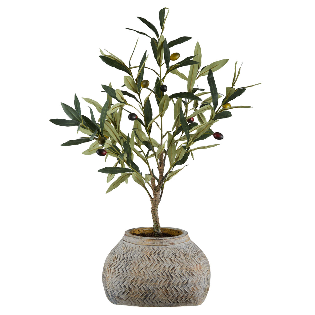 Olive Tree Distressed Cement Pot