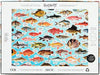 Judgy Fish Puzzle 1000pc