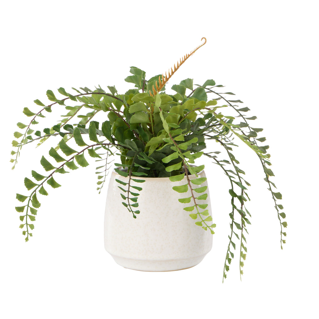 Jewel Fern Gianna Pot