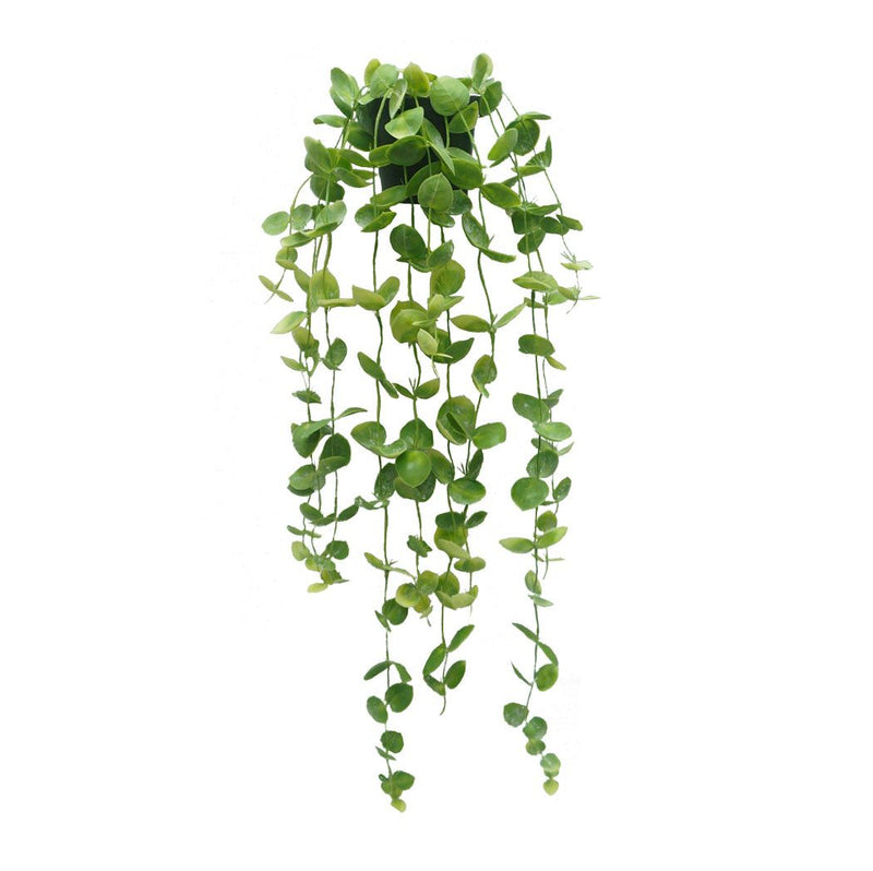 Coin Leaf Hanging Garden Pot