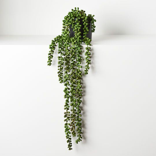 String of Pearls in Pot Green