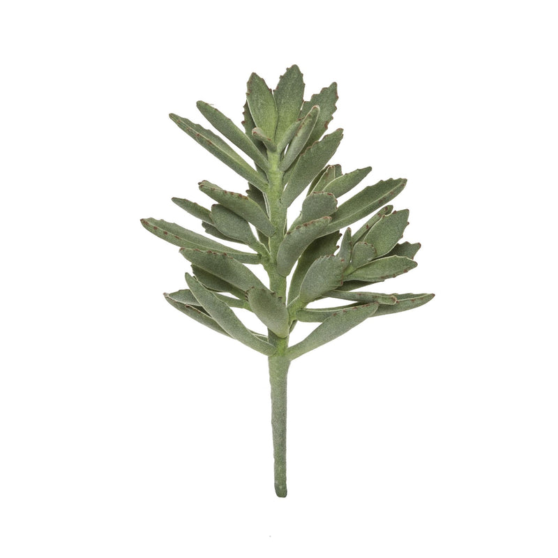 Lambs Ear Succulent