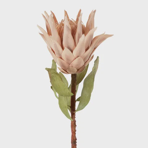 Dried Look Protea Stem