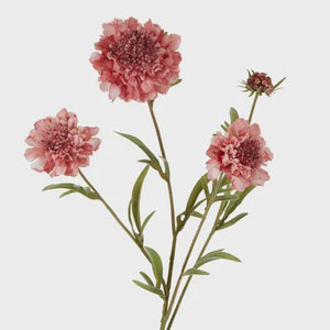 Scabiosa Spray Stem Pink