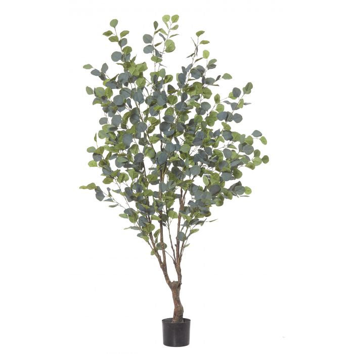 Eucalyptus Tree 180cm
