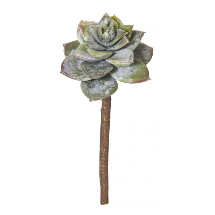 Flower Echeveria Pick 14cm Green